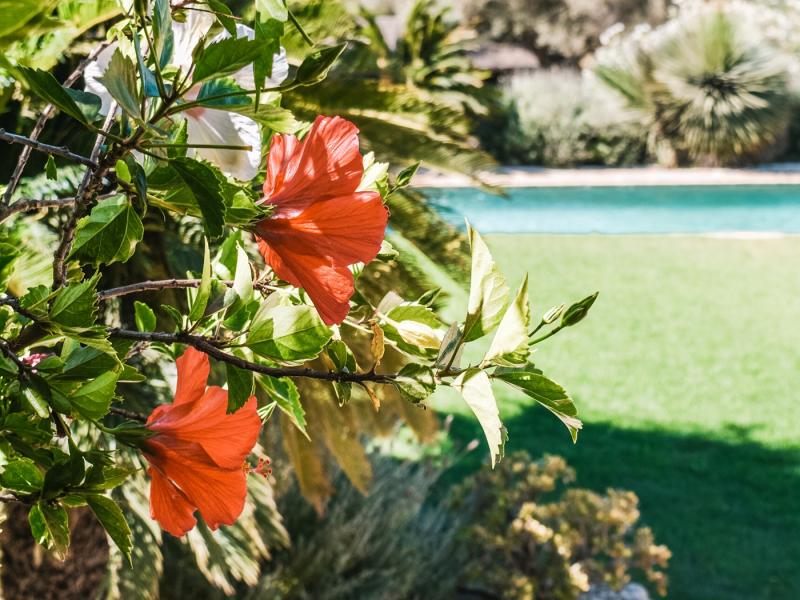 Cana Celeste , Ibiza  